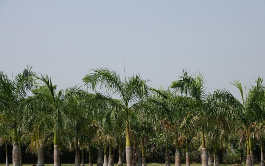 aceites-para-industria-de-la-palma-en-colombia